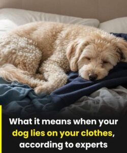 Why Your Dog Loves Sleeping on Your Clothes — Expert Insights